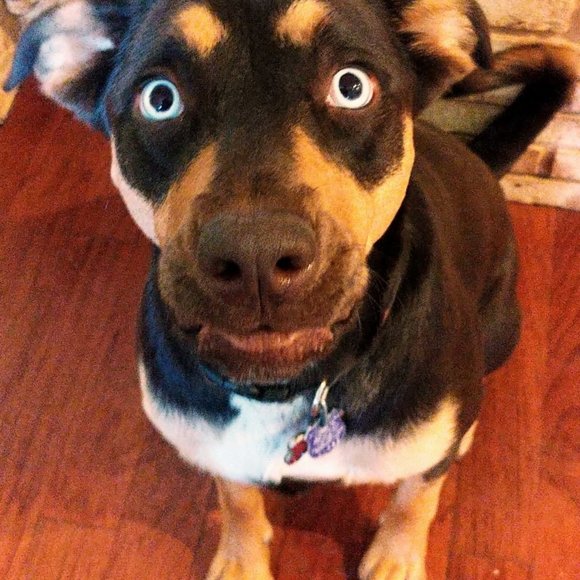 LIKE To Be Notified Of My Upcoming Shows! - Picture 8 of 11